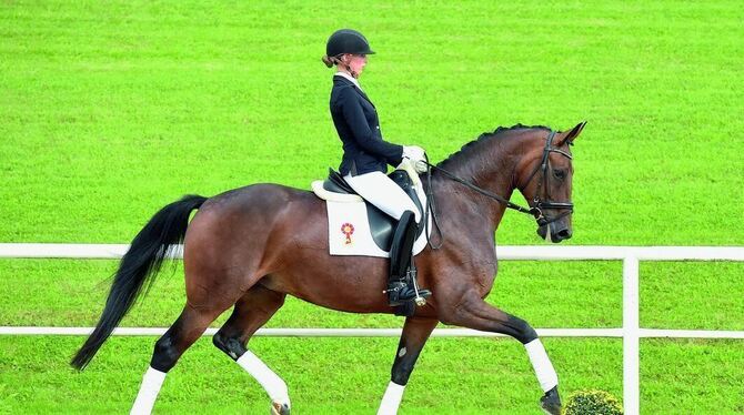 Diamonds Dalia ist eines von 30 Auktionspferden, die bei der Süddeutschen Reitpferdeauktion am Sonntag im Haupt- und Landgestüt