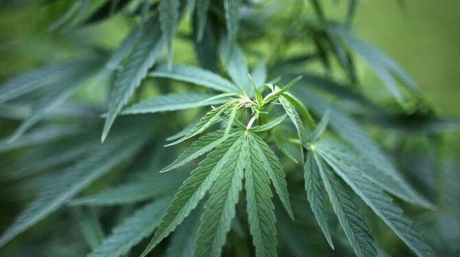 Experten von Polizei, Wissenschaft, Medizin und Drogenhilfe beraten über das Für und Wider einer Cannabis-Legalisierung. Foto