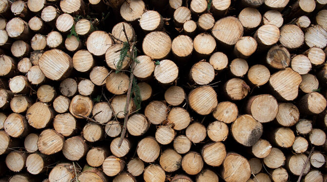 Jede Menge Holz gibt es im Lichtensteiner Wald. Leider aber wenig Nadelhölzer – und die bringen momentan das Geld.  FOTO: DPA