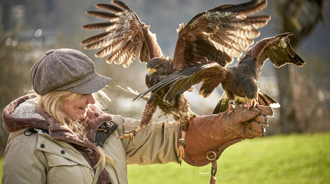 Landen will gelernt sein: Wenn zwei Harris Hawks sich streiten, wird es eng auf dem Falknerhandschuh.  FOTO: HEINZ HEISS
