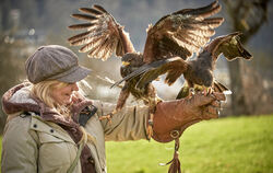 Landen will gelernt sein: Wenn zwei Harris Hawks sich streiten, wird es eng auf dem Falknerhandschuh.  FOTO: HEINZ HEISS 