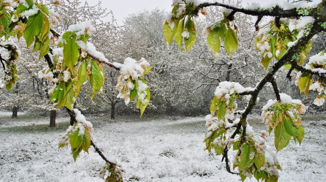 Blütenweißes Streuobstparadies: Schnee auf Kirschblüten Mitte April sorgte nicht nur wie hier in Mössingen, sondern in der ganze