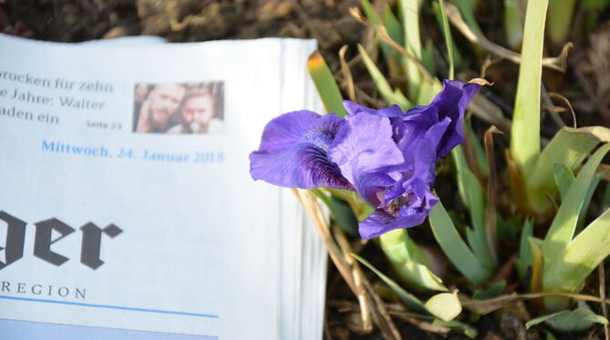 Eine einzelne Schwertlilie blüht im Vorgarten von Elisabeth Schnizer in der Seitenhalde in Pfullingen.  FOTO: PS