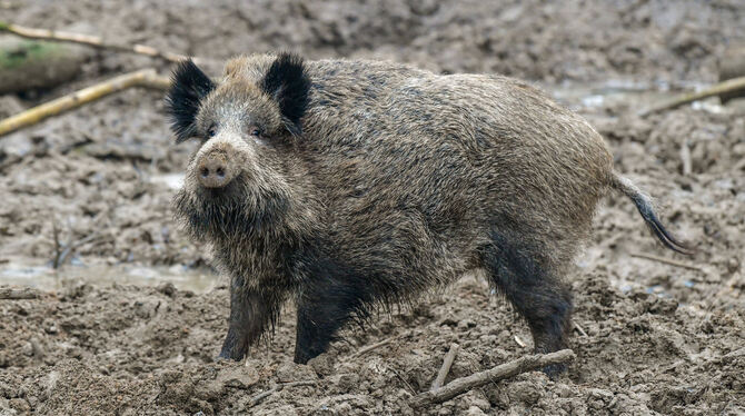 Die Wildschweinebestände sollen dezimiert werden, um der fortschreitenden Afrikanischen Schweinepest den Nährboden zu entziehen,