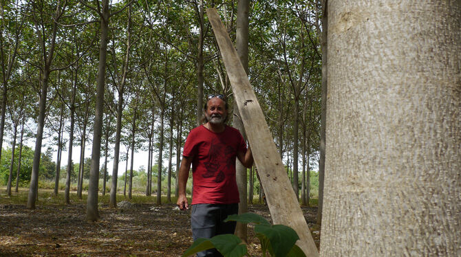 Alfred Biebl in seinem Paulownia Edelholz-Wald auf Mallorca.