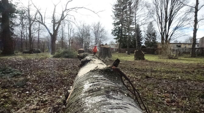 Deutlich luftiger: Etliche Bäume auf dem Alten Friedhof mussten gefällt werden.  FOTOS: DÖRR
