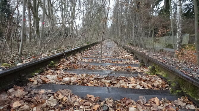 Bereits im September wurden entlang der stillgelegten Bahnstrecke in der Panoramastraße 40 Bäume aus verkehrssicherheitstechnisc