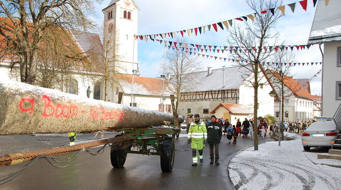 Steinhilbens Narrenbaum rollt an zur Versteigerung. Viereinhalb Festmeter Holz für 530 Euro. FOTO: HÄUSSLER