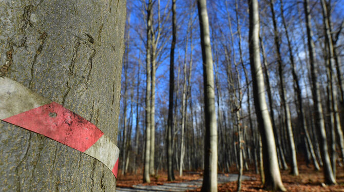 Rot-weißes Band bedeutet: Hier kann bestattet werden. Die Fachleute sind skeptisch, was den Reutlinger Stadtwald angeht.  FOTOS
