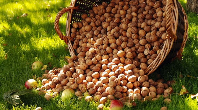Körbevoll Nüsse zu ernten gibt’s hoffentlich bald in Lichtenstein, wenn der Obst- und Gartenbauverein dort seinen Nussbaumweg ve