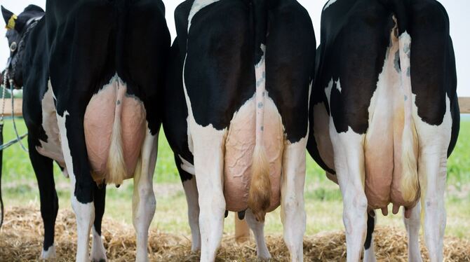 Der Milchpreis ist momentan wieder auf Talfahrt. Das macht den Erzeugern zu schaffen.  Foto: dpa