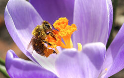 Um Bienen und andere Insekten zu schonen, will Stuttgart den Einsatz des Unkrautvernichters Glyphosat so weit zurückdrängen wie 