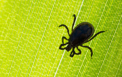 Mit den steigenden Temperaturen werden auch die Zecken wieder aktiv. FOTO: DPA