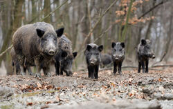 Die Afrikanische Schweinepest dürfte sich vermutlich zuerst bei Wildschweinen verbreiten, die exponierter sind als Hausschweine.