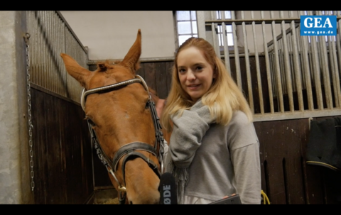 So lief die Versteigerung von Nachwuchspferden ab