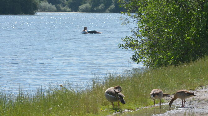 Genug Platz für alle? Tiere werden in die Sperrzone im Westen des Sees ausweichen, vermuten die Gutachter.  FOTO: MEYER