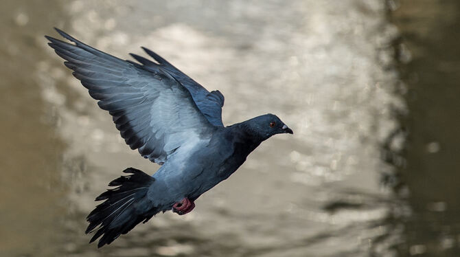 Sobald es viel Futter gibt, vermehren sich Tauben kräftig. FOTO: DPA