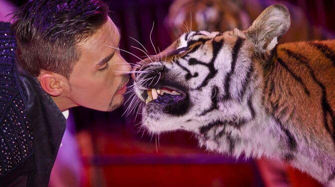 Dompteur Tom Dieck mit seiner Raubtiernummer beim vorigen Gastspiel des Zirkus Knie in Tübingen. Foto: PR Dompteur Tom Dieck mit seiner Raubtiernummer beim vorigen Gastspiel des Zirkus Knie in Tübingen. Foto: PR