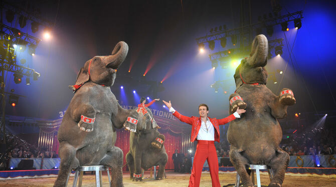 Ein Highlight im vielfältigen Programm beim vorigen Gastspiel des Zirkus Knie: »Elefanten-Flüsterer« Elvis Errani präsentiert s