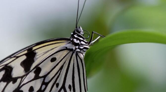 Ein Schmetterling sitzt auf einem Blatt