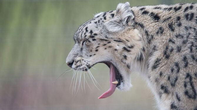 Schneeleopardin Kailash gähnt während der Eröffnung der neuen Schneeleopardenanlage im Stuttgarter Zoo Wilhelma.