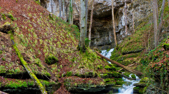 Ohne ausreichenden Versicherungsschutz ist künftig der Zugang zur Falkensteiner Höhle verboten. Dies ist in einer Polizeiverordn Ohne ausreichenden Versicherungsschutz ist künftig der Zugang zur Falkensteiner Höhle verboten. Dies ist in einer Polizeiverordn
