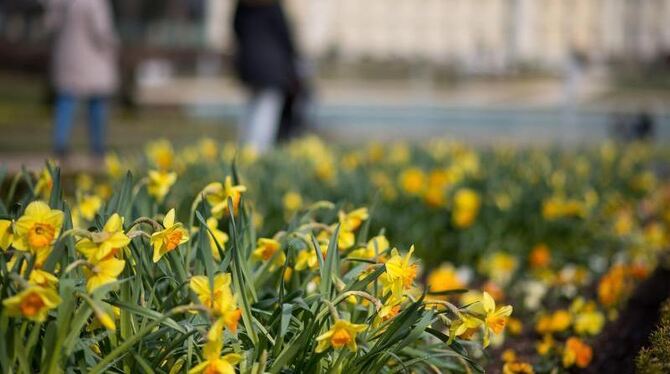 Osterglocken im Blühenden Barock