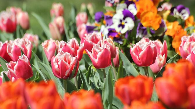 Aus Zwiebeln werden Blumen: In Gönningen zeigen Tulpen ihre ganze Pracht und Vielfalt.  FOTO: VEREIN