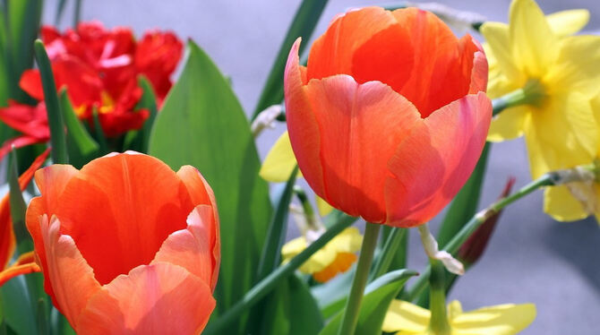 Tulpenblüte Gönningen 2018