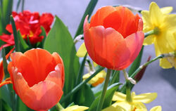 Tulpenblüte Gönningen 2018