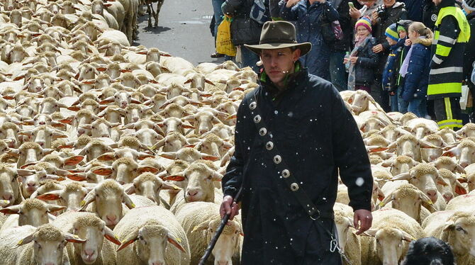 Hauptattraktion am Sonntag in Münsingen: der Schafauftrieb. Eigentlich ein Zeichen für Frühling, aber vor zwei Jahren hat es ges