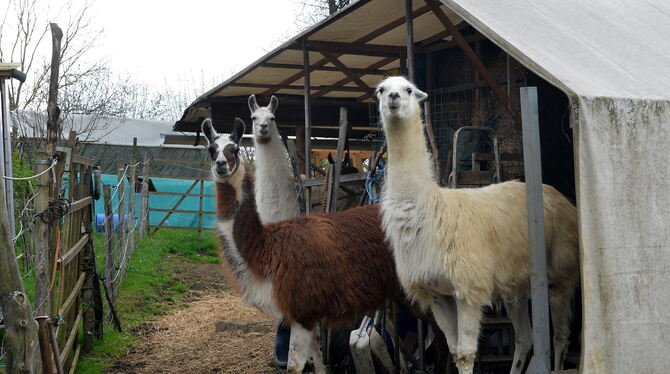 Laut Bebauungsplan haben diese Lamas im Sondelfinger Gartenhausgebiet »Winterhecke« kein Bleiberecht. FOTO: NIETHAMMER