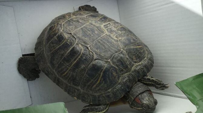 Diese Schildkröte machte sich aus dem Staub - ihr Besitzer hat sich zwischenzeitlich gemeldet.