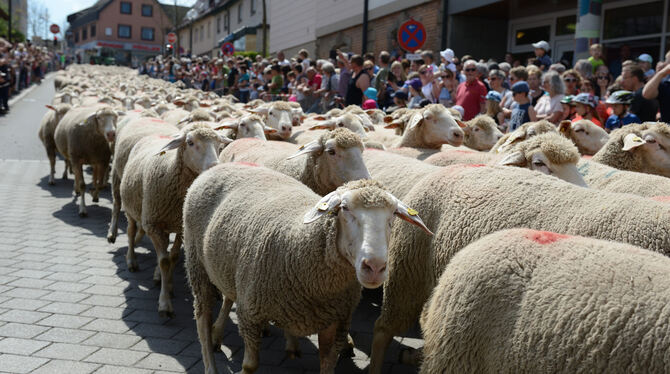 Ein paar Hundert Schafe und etliche Tausend Menschen: Beim Schafauftrieb ist allerlei los in der Münsinger Innenstadt. FOTOS: PI
