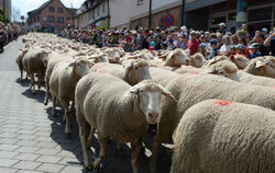 Ein paar Hundert Schafe und etliche Tausend Menschen: Beim Schafauftrieb ist allerlei los in der Münsinger Innenstadt. FOTOS: PI