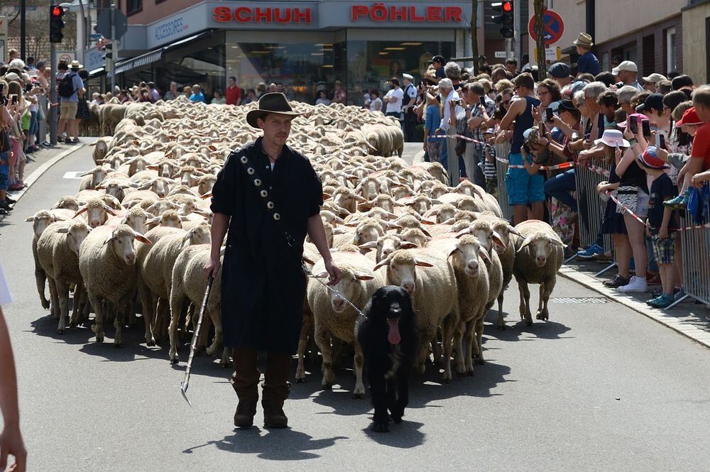 schafauftrieb_muensingen_22_04_18_pieth_22