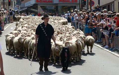 schafauftrieb_muensingen_22_04_18_pieth_22