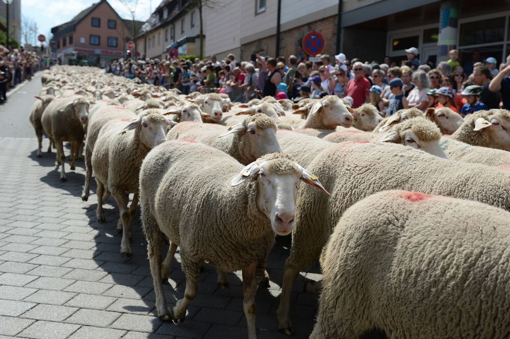 schafauftrieb_muensingen_22_04_18_pieth_29