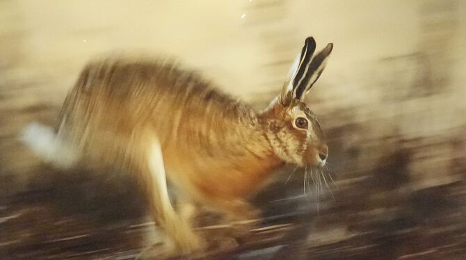 Dieses Foto eines Hasen ist eine von 40 Aufnahmen von Klaus Tamm, die im Naturkundemuseum zu sehen sind. Die Ausstellung wird he