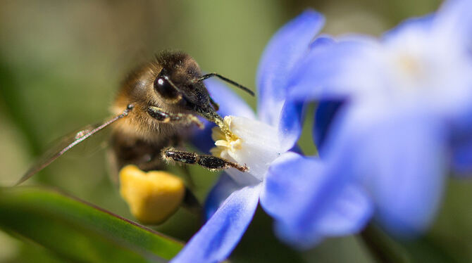 An den Beinen kleben schon die Pollen. Eine Biene bei der Arbeit. FOTO: DPA
