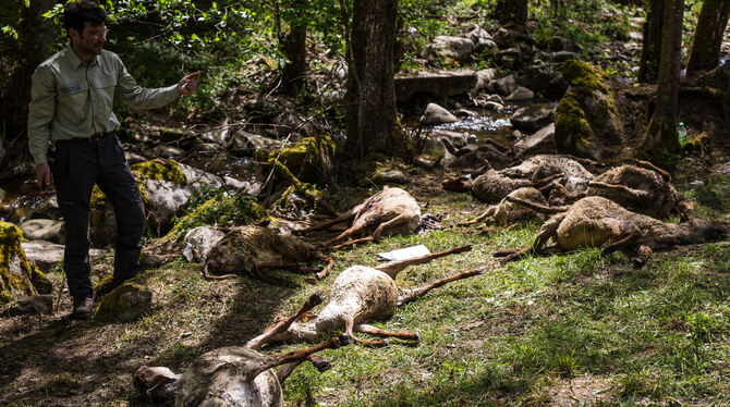 Zahlreiche tote Schafe werden von Vertretern der Forstlichen Versuchs- und Forschungsanstalt Baden-Württemberg (FVA) und der For