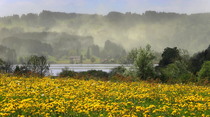So sieht es auch im Lautertal aus. Blütenstaubschwaden wehen aus Fichten um den Niedersonthofener See. Foto: dpa-Bildfunk