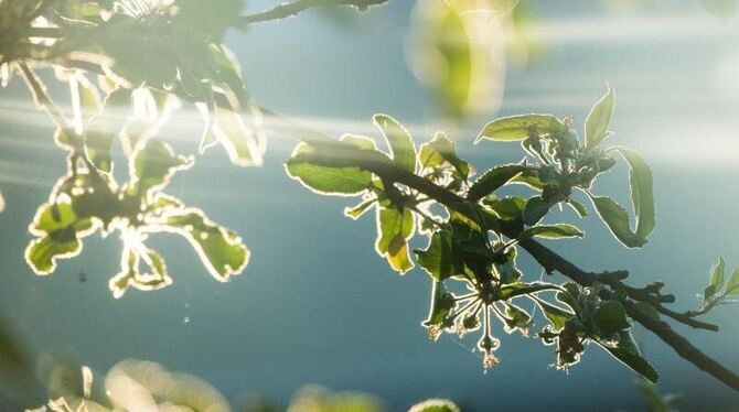 Apfelbaum im Sonnenaufgang