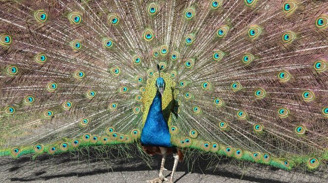 Ein Pfau in der Wilhelma (Archivbild)