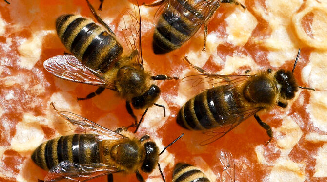 Bienen arbeiten auf ihren Waben.   FOTO: DPA