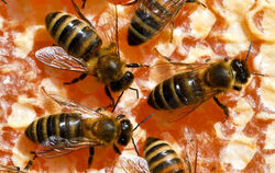  Bienen arbeiten auf ihren Waben.   FOTO: DPA