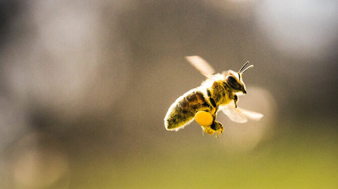 Formationsflug einer mit Pollen beladenen Biene (unten) mit Begleiterinnen zu ihrem Bienenstock.  FOTO: DPA