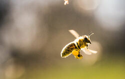  Formationsflug einer mit Pollen beladenen Biene (unten) mit Begleiterinnen zu ihrem Bienenstock.  FOTO: DPA