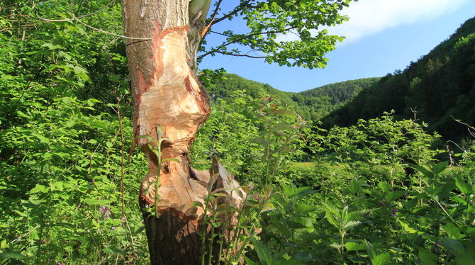 Zahngewalt: Am Grünen Weg bei Bad Urach hat der Biber Bäume mit bis zu 30 Zentimeter dicken Stämmen angenagt.  FOTO: FINK