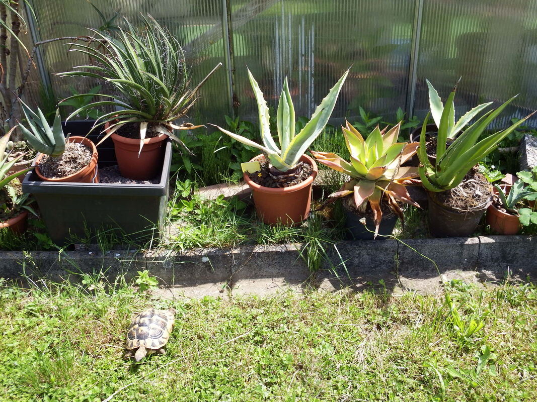 wolfgang heinkel, pliezhausen (3)